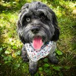 Black fluffy dog wearing a bandana