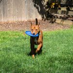 Brown dog running with a frisby