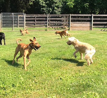 Group of dogs running in the grass