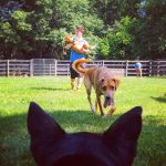 Woman playing with dogs in the grass