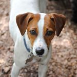 Small brown and white dog looking at the camera