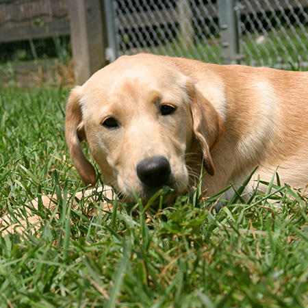 daycare-7 Dog lying down in the grass