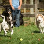 Dog chasing a ball