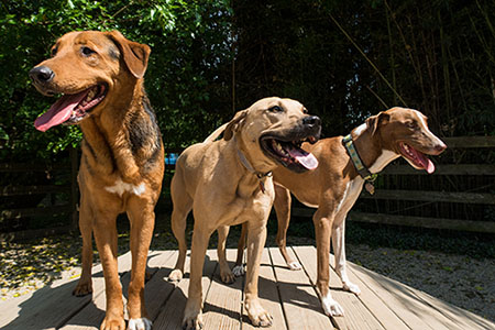 daycare-slide-2 Three dogs standing on a deck