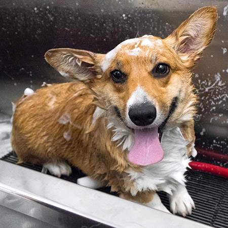 dog-bathing-a Dog getting a bath