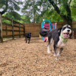 Great-Valley-Pet-Hotel-Dog-Boarding-Dog-Daycare-Image-2