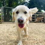 Great-Valley-Pet-Hotel-Dog-Boarding-Dog-Daycare-Image-20